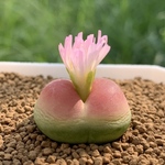 多肉植物　コノフィツム　ラツム　1cm以上　抜き苗　1点