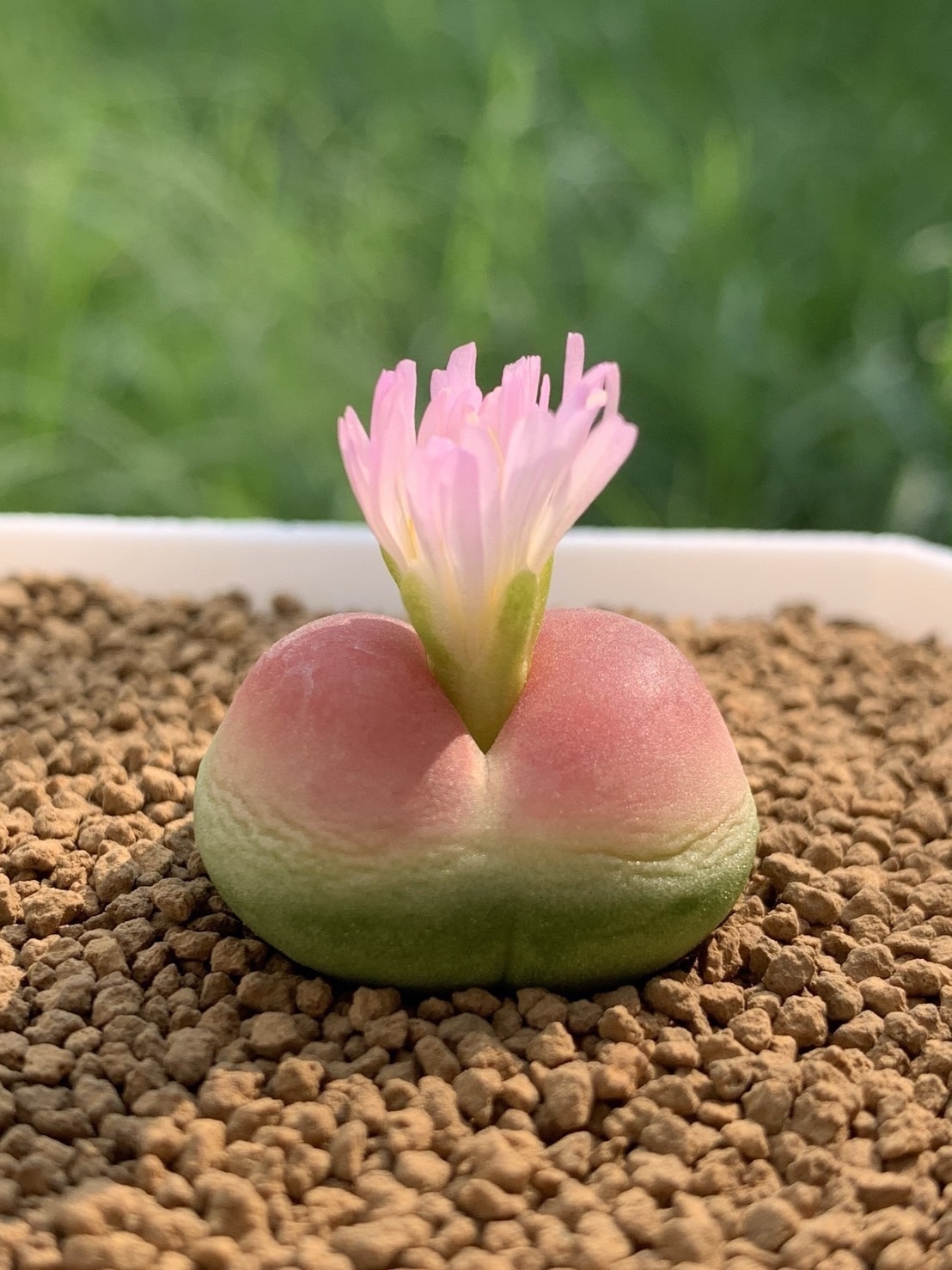 多肉植物 コノフィツム ラツム 1cm以上 抜き苗 1点 - 愛多肉（AI