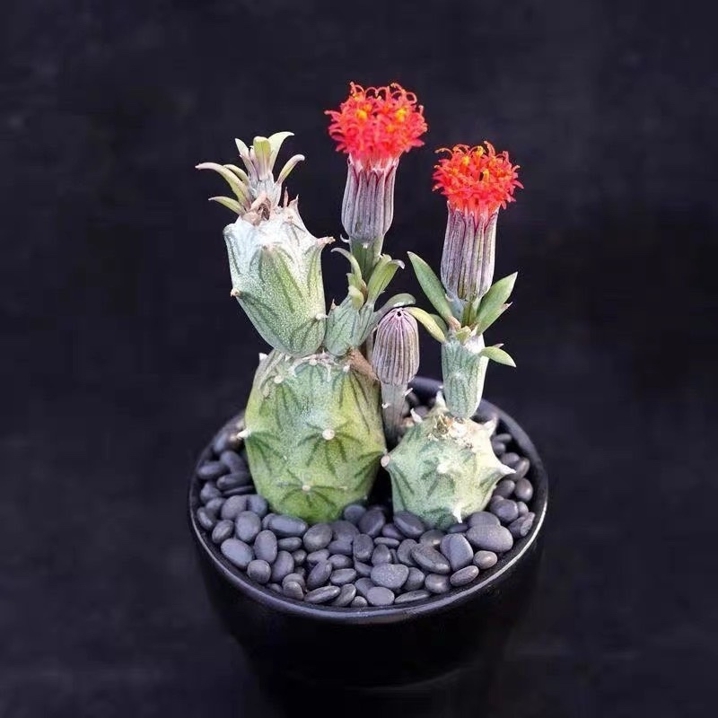 速達便付き 超可愛い 多肉植物 ドロサンテマム キラキラIce crystal