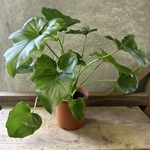 観葉植物　フィロデンドロン　セローム