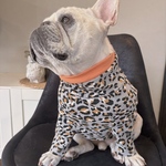 オーダー犬服  しっかりフライスニット レオパード カットソー グレー