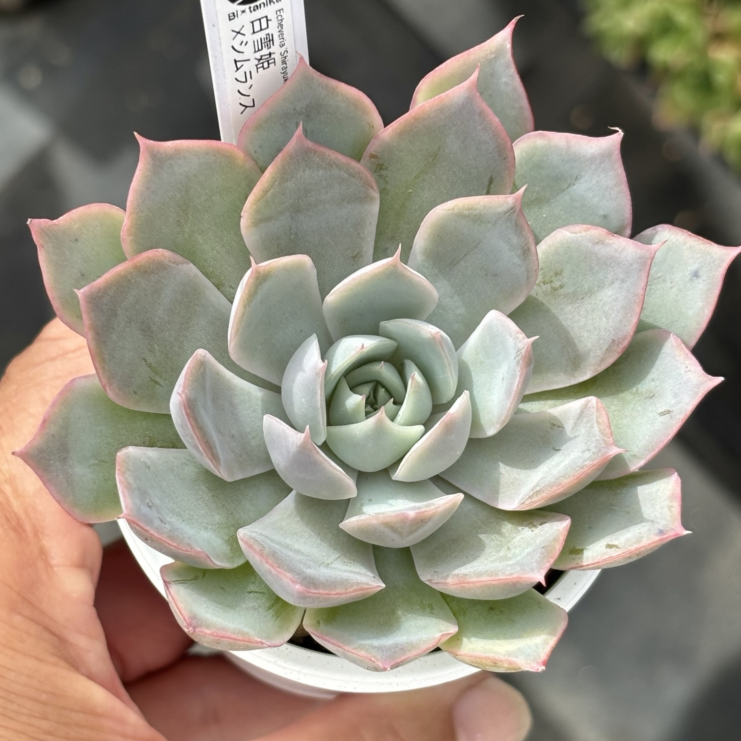 レア品種！【現品】 ☆ブルーバニラ 多肉植物 自家繁殖 国産（9/12再販