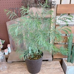 SALE♡【ユーカリ ニコリー】毎年楽しめる人気の植物！ナチュラルグリーン