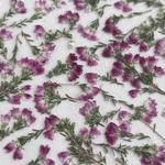 エリカの押し花