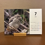 【卓上】2027かわいい野鳥カレンダー