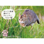 ［卓上］ほっこり島猫 週めくりカレンダー2027　Island Cats Weekly Calendar2027