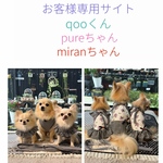 ハーネス ☆ お客様ご注文分専用サイト  qoo君 pureちゃん miranちゃん