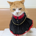 ドラキュラニャン