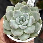 オリジナル交配！【現品】 ★アイスグリーン×ブルーベリームーン 多肉植物 エケベリア交配 自家受粉 実生