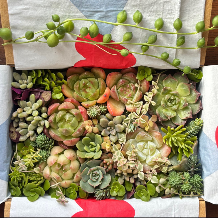リメイク鉢 多肉植物 寄せ植え そのまま飾れる ペイント鉢 - gallery