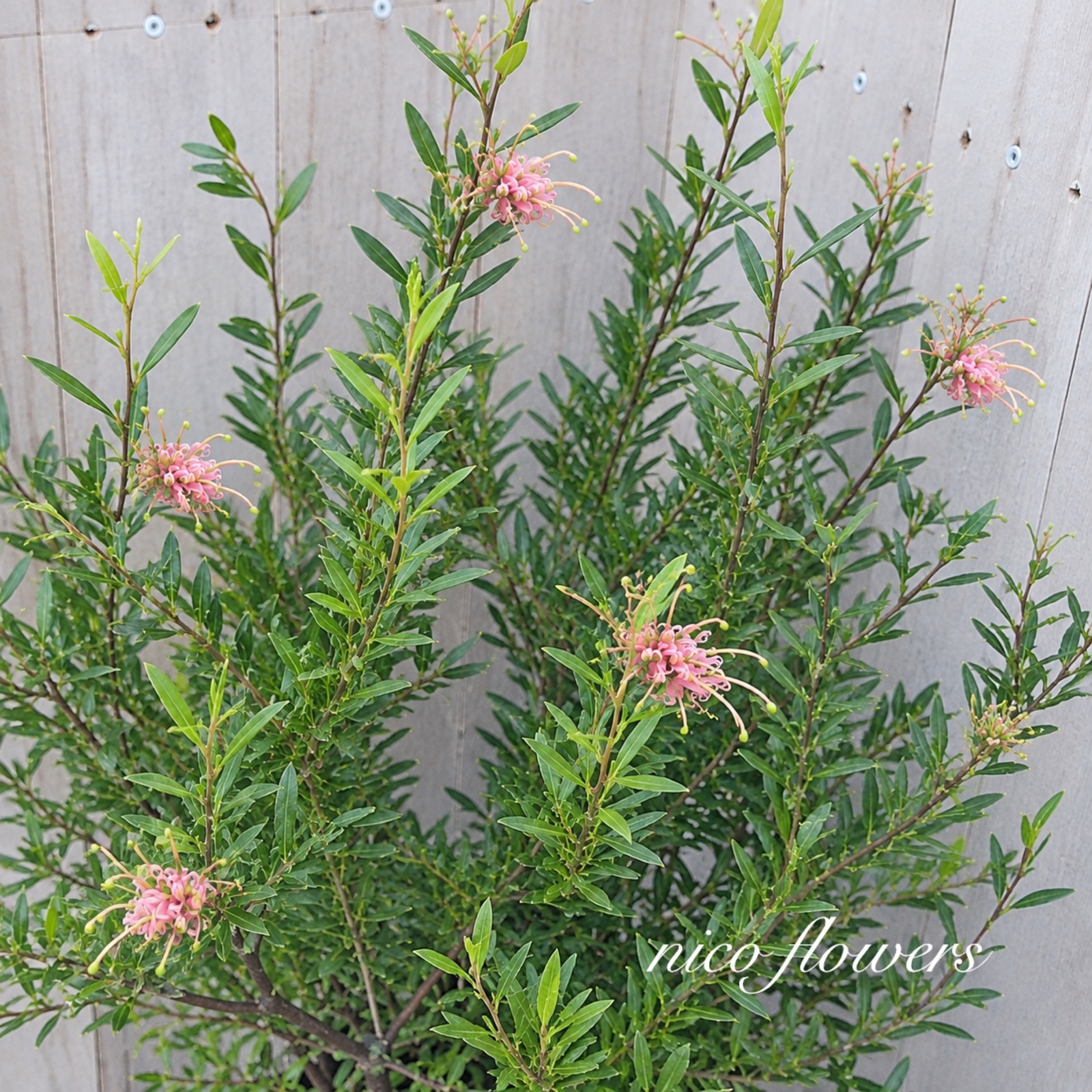 希少♡斑入り♡エバーフレッシュ♡ネムの木♡観葉植物♡インテリア