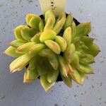 アイスエイジ＊土つき苗・多肉植物