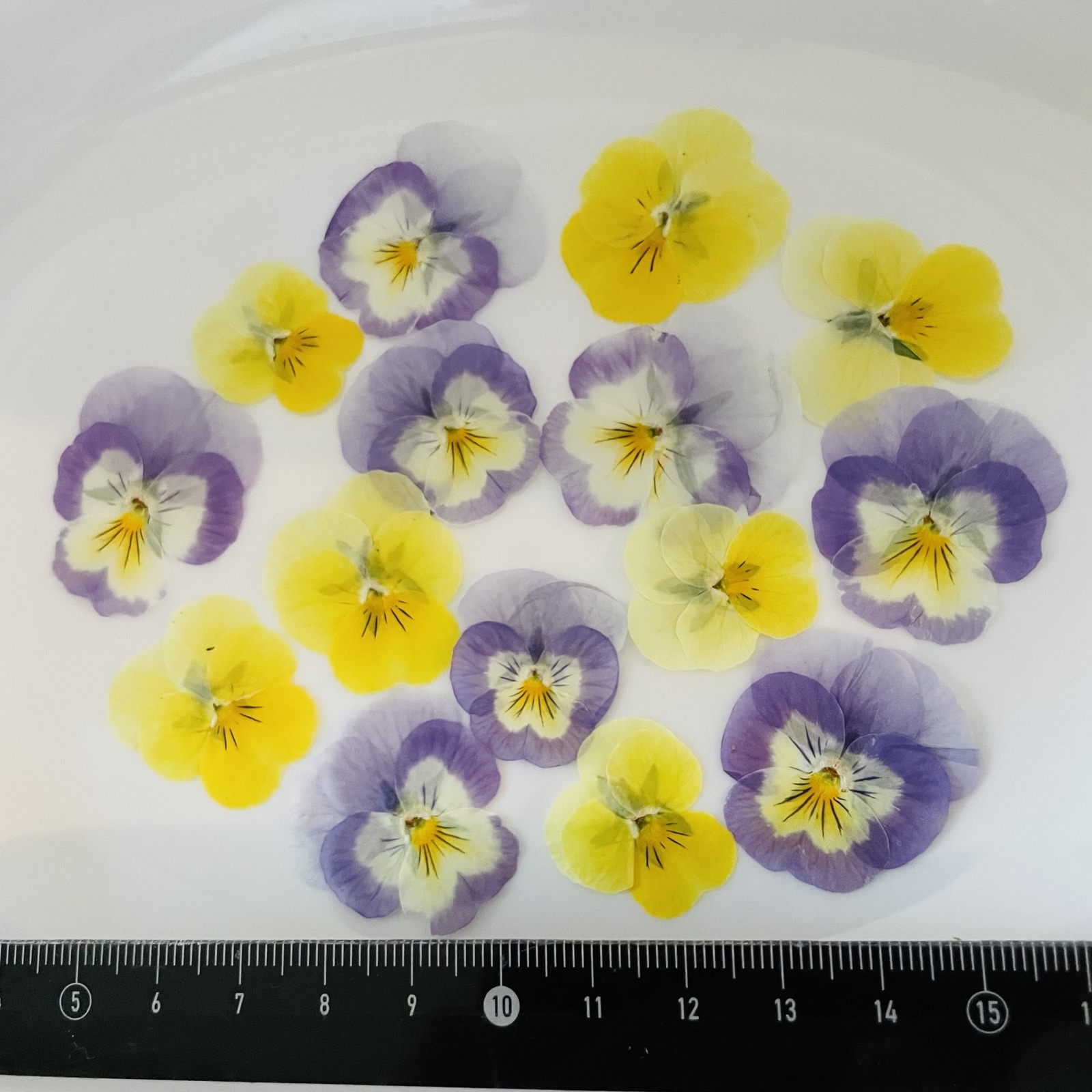 押し花素材] ビオラ - HAMANASU-K'S GALLERY | minne byGMOペパボ 国内