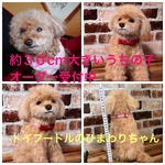 羊毛フェルトオーダー（抱っこ出来る大きさ）約30cm  シェルティ  柴犬 トイプードル コーギー ポメラニアン チワワ ペキニーズ ダックス他相談してね　大きくて存在感凄い！