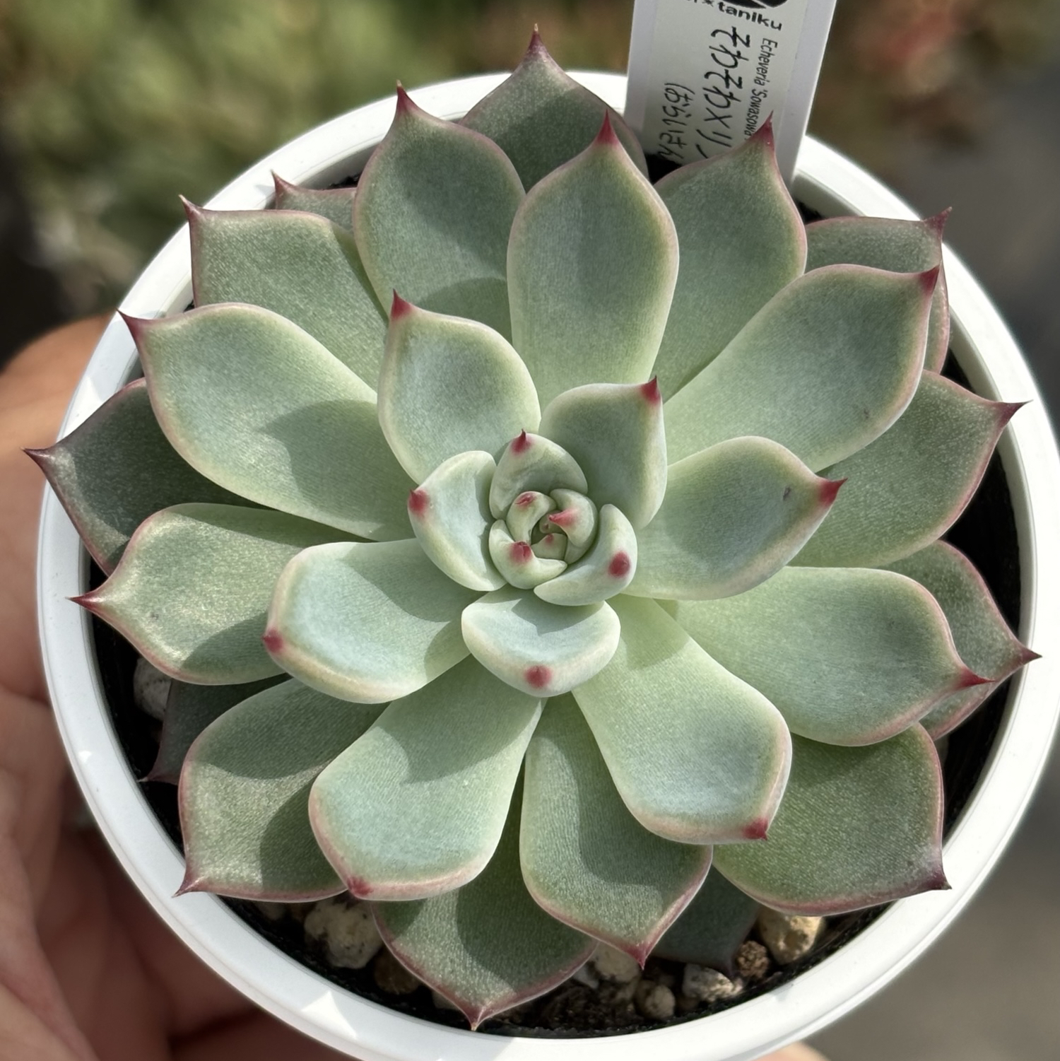レア品種！【現品】 ☆ブルーバニラ 多肉植物 自家繁殖 国産（9/12再販