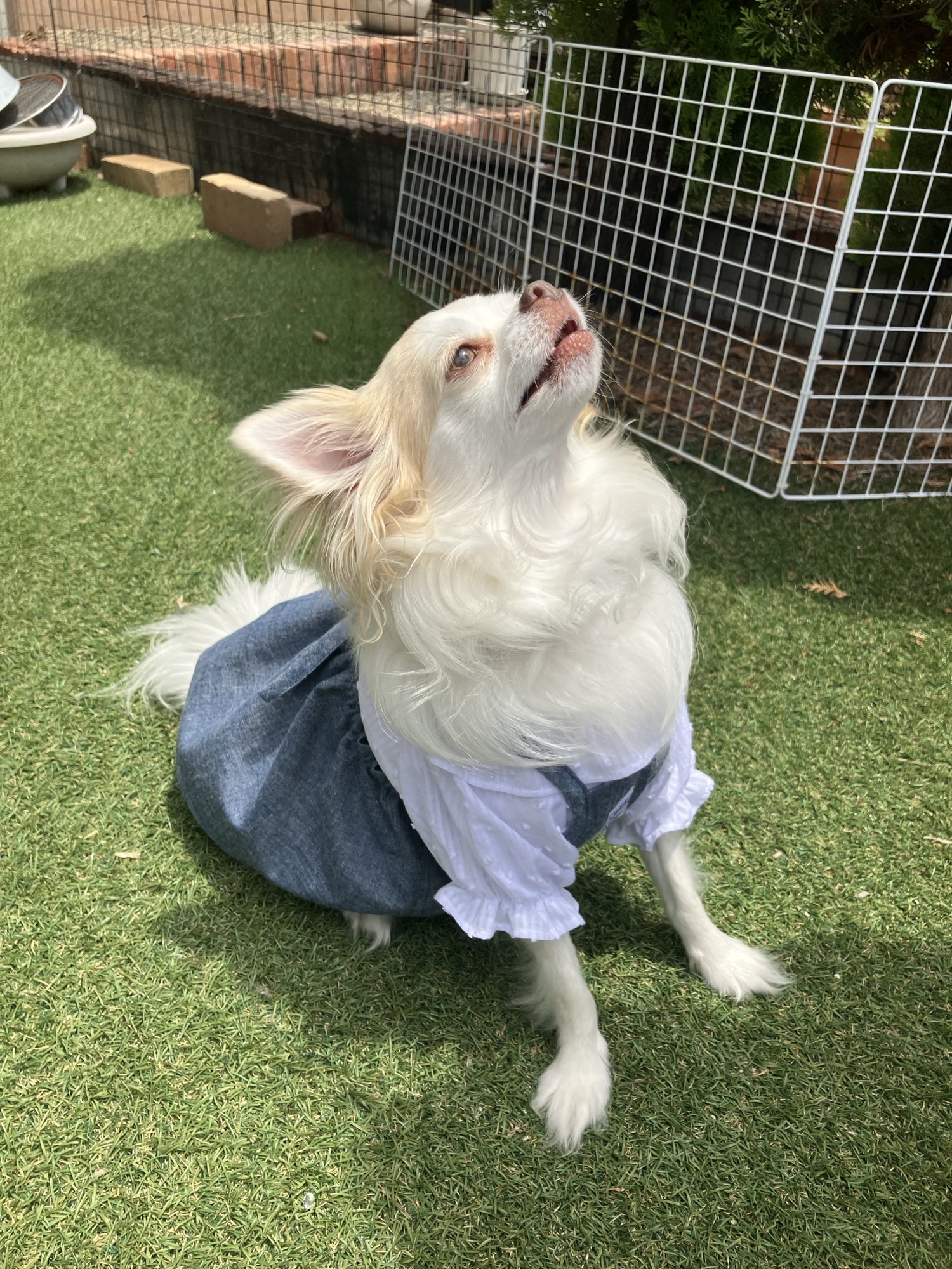 ハンドメイド犬服 サロペットスカートRED check生地オーダーサイズ❁⃘