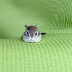 シマリス ヘアゴム 羊毛フェルト
