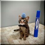 羊毛フェルト　猫　キジトラ猫 と 幸せの青い鳥　キジトラ　ねこ　ネコ　猫フィギュア