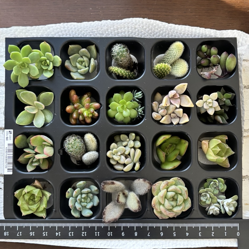 多肉植物カット苗詰め合わせ 元気な苗。詰め 多肉植物 カット苗 セット 詰め合わせ お育てしてみて