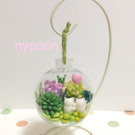 多肉植物テラリウム    白猫