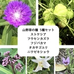 花の種 種子 多め 10種類 ＊ コスモス ハーブ 山野草 宿根多年草 ⑥