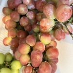 サンシャインレッドは鮮やかな赤色、強い華やかな香り、糖度の高さ、皮ごと食べられる食べやすさを兼ね備えた、“山梨県限定”のプレミアム新品種ブドウです❣️カリカリパリパリとした食感と独特な美味しさが抜群