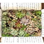元気な苗。詰め　多肉植物　カット苗　セット　エケベリアの発色が出てきました　初秋　詰め合わせ　お育てしてみてください多肉セダムボックス