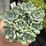 土プラポット付き発送のみ【現品】 ★てんてんてまり（ぼのぼのさん命名株）多肉植物 自家繁殖（10/10再販）