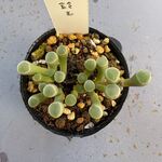 五十鈴玉＊土つき苗・多肉植物
