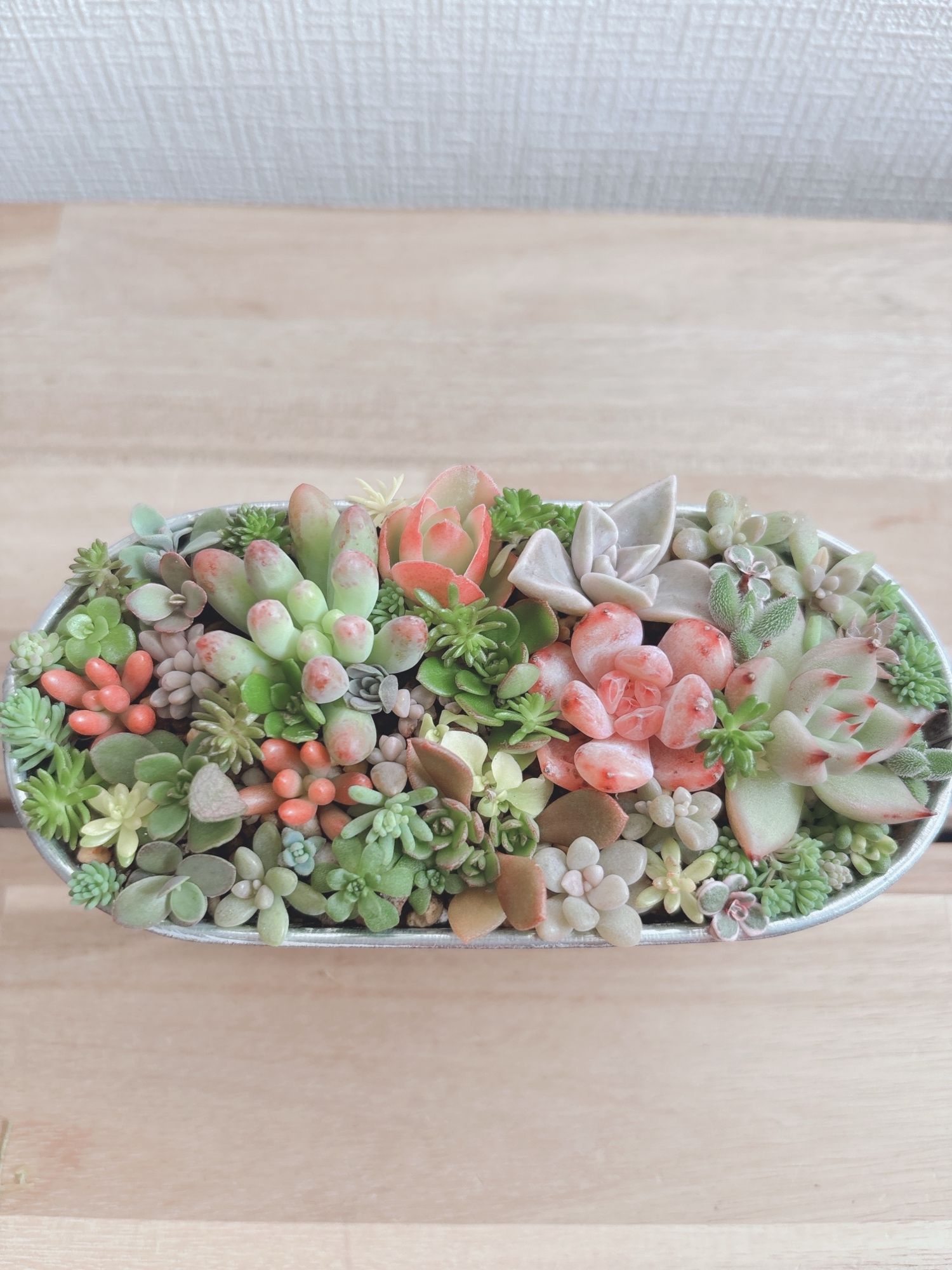 多肉植物寄せ植え - 122KAIAYU'S GALLERY | minne byGMOペパボ 国内