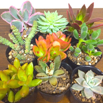 選べる!!2株500円/多肉植物