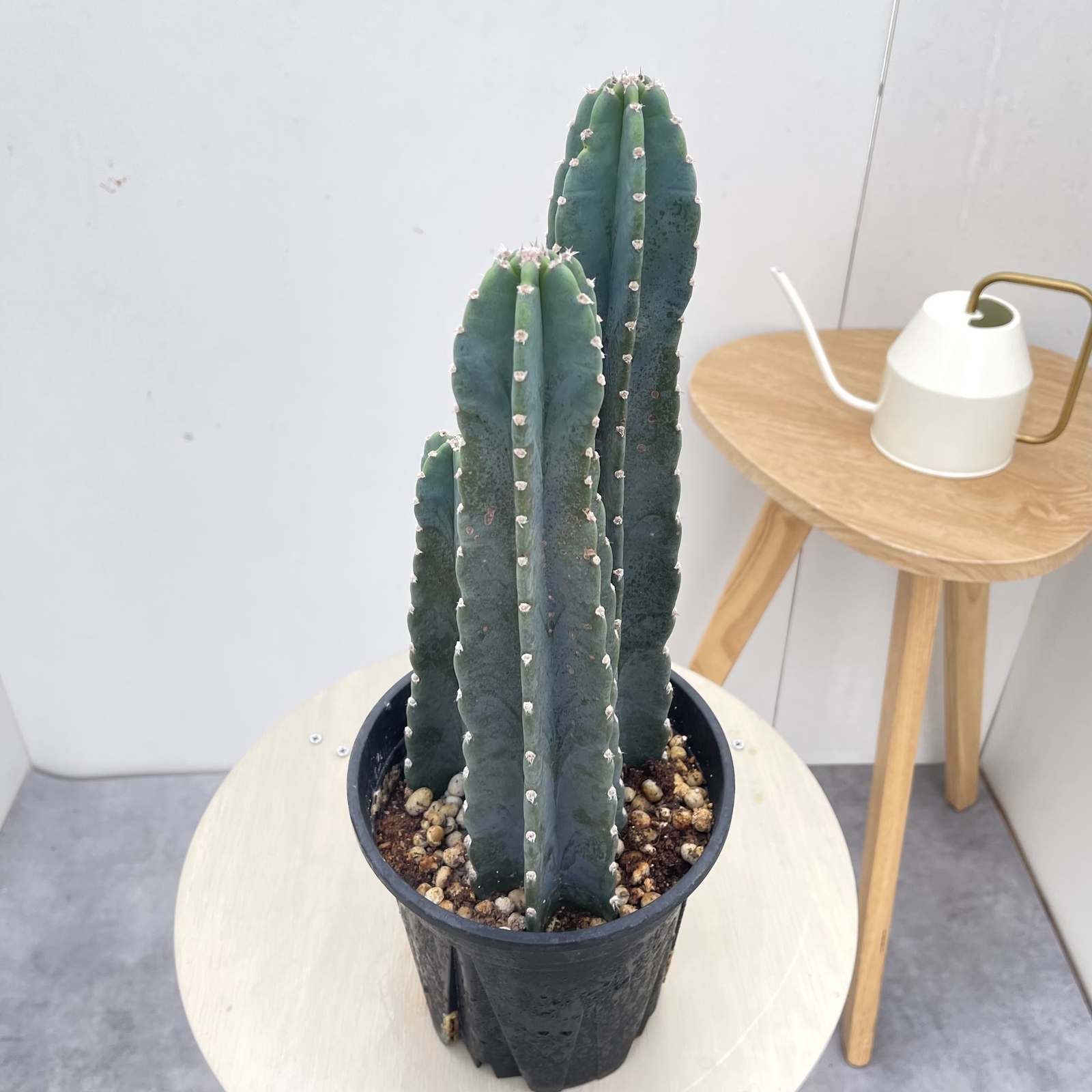柱サボテン 3本立て 26【現品】観葉植物 ドライガーデン 6号 - art