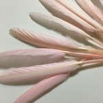 リアルフェザー Goose 羽 サクラ 10枚セット 10-15cm