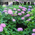 dish様　お取り置き品