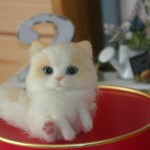 チビにゃんこ  ラグドール😺