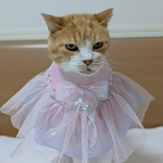 オーロラプリンセス