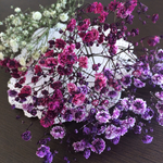 枝付き♡かすみ草ドライフラワー