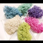 【再販９】アイスランドモス　★たっぷり５ｇ★