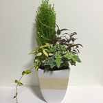 ゴールドクレストの寄せ植え