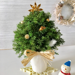 ヒムロスギのXmasツリー