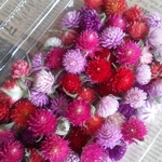 ドライフラワー  千日紅 （センニチコウ） ミックス130個