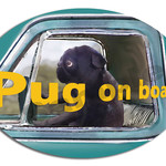 ～ぷうちゃん基金付き～ カーステッカー　パグ　ブラック   (DOG ON BOARD / IN CAR ステッカー)