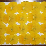 押し花商品【ビオラ　黄色①】