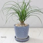 新作！＜トックリラン　ノリナ＞　陶器鉢　受皿付き　