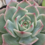 ピンクチップス⭐️エケべリア⭐️多肉植物⭐️植物⭐️クリスマス