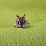 シマリス ヘアゴム 羊毛フェルト