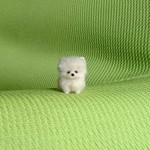 ポメラニアン クリーム パピー羊毛フェルト
