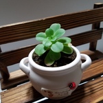 多肉植物✨寄せ植え✨