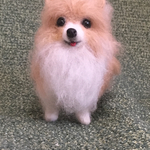 羊毛フェルト ポメちゃん