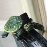 カメ紳士